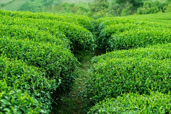 Plantações de arbustos de chá nas montanhas — Fotografia de Stock