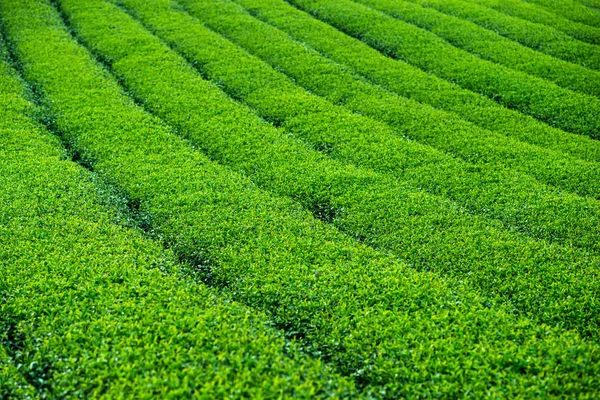 Tea green bushes background — Stock Photo, Image