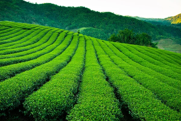 Чайна плантація Тайвань Улун — стокове фото