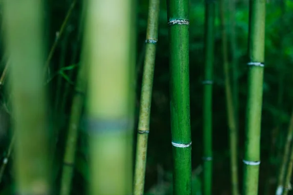 Bambu — Fotografia de Stock