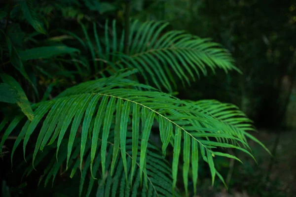 ใบไม้เขตร้อนพื้นหลังปาล์มธรรมชาติสีเขียว — ภาพถ่ายสต็อก