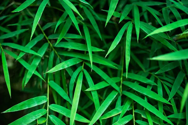 緑の夏の熱帯のエコ自然壁紙 — ストック写真