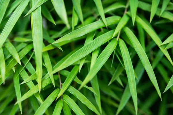 Fondo de bambú verde — Foto de Stock