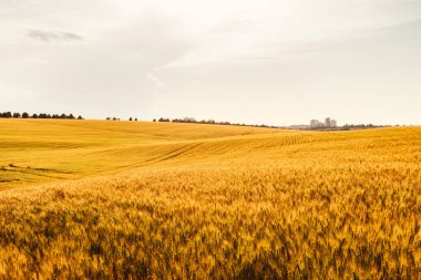 manzara sarı tahıl alanı ve ufukta şehir