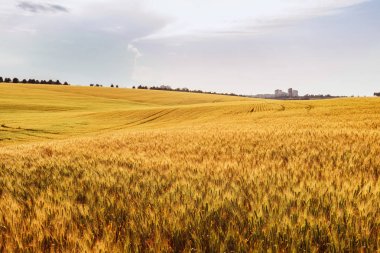 banliyölerinde sarı buğday tarlasının güzel görünümü