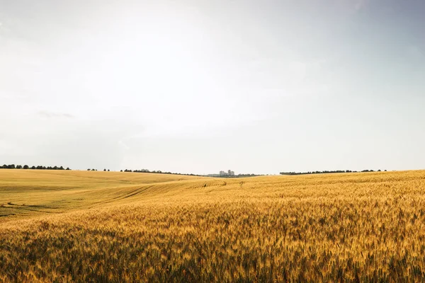 Krajobraz pól pszenicy — Zdjęcie stockowe