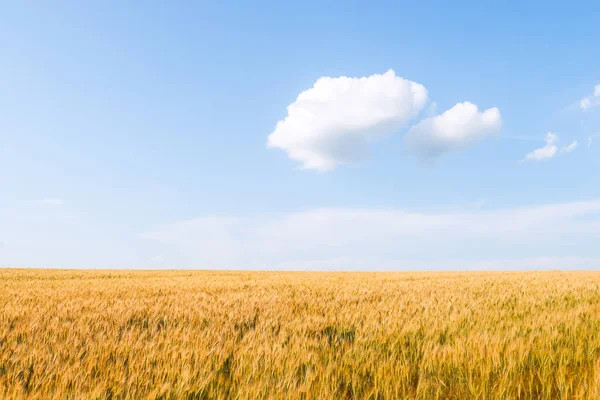 Buğday ve tarla bulutu — Stok fotoğraf