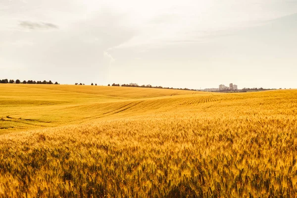 Campo de cereales amarillo paisaje y la ciudad en el horizonte —  Fotos de Stock