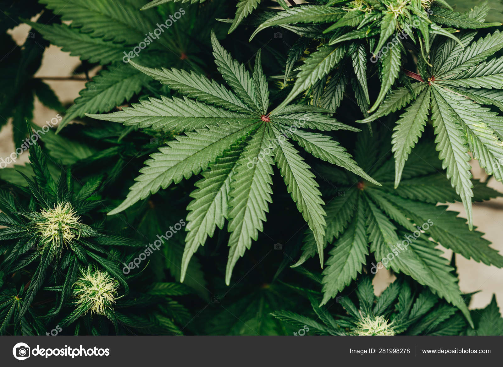 Marihuana planta de cannabis, hierba hoja fondo cáñamo — Foto de stock  #281998278 © Yarygin, image size:1600x1168