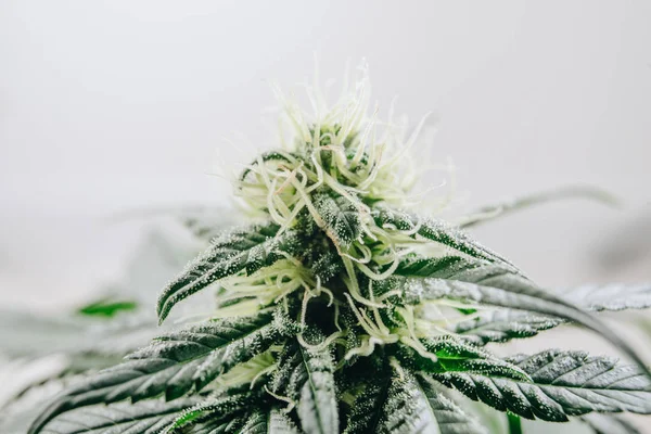 Växt av marijuana medicinsk användning med en hög halt av CBD hybrid — Stockfoto