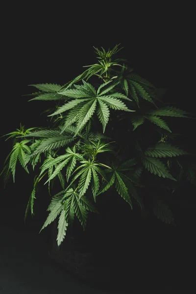 Siyah bir arka plan üzerinde bir tencere çantası içinde marihuana bitki — Stok fotoğraf