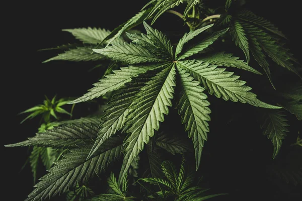 Cannabis leaf — Stockfoto