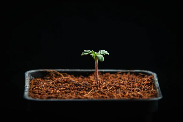 Canabis marijuana plante fundal răsaduri de cânepă — Fotografie, imagine de stoc