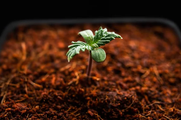 Выращивание побегов марихуаны из растений медицинских травяных саженцев — стоковое фото
