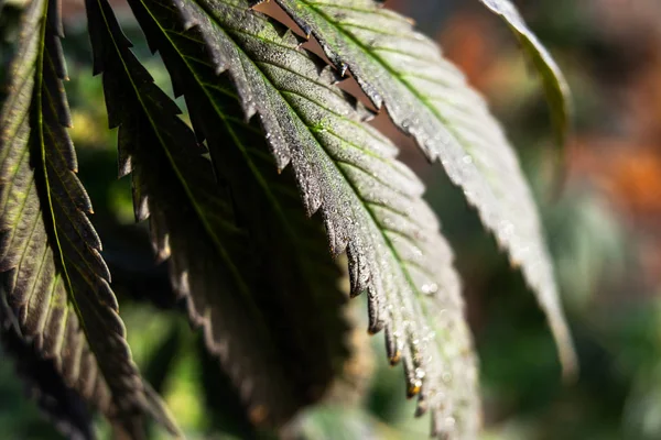 Schöne Cannabis-Blatt, Marihuana Hintergrund Tapete — Stockfoto