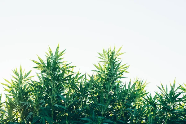 Cannabis extérieur ferme médical marijuana, buisson haut — Photo