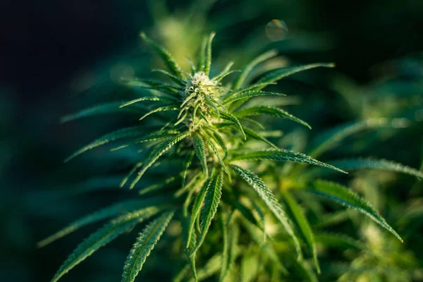 Cannabis Medical marihuana outdoor boerderij in Amerika — Stockfoto
