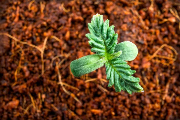 Prime foglie che crescono giovane marijuana medica in un vaso — Foto Stock