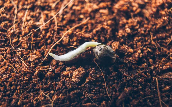 Toprakta kenevir tohumu çimlenme filiz kökü — Stok fotoğraf