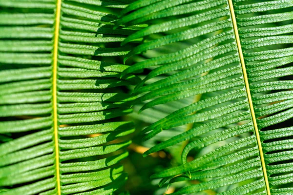 Fern bakgrund gröna blad — Stockfoto