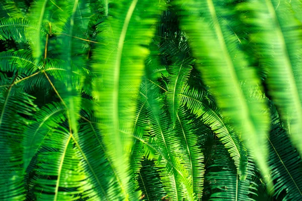 Background green fern — Stock Photo, Image