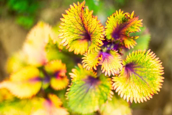 Macroblad achtergrond plant natuur tuin — Stockfoto