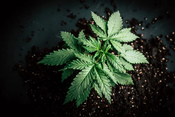 Marihuana plant bladeren — Stockfoto