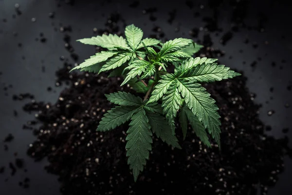 Plante de cannabis dans un pot d'indica hybride et sativa vue du dessus — Photo