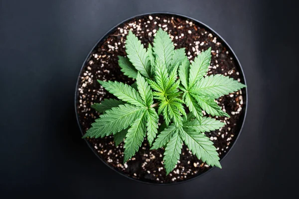 Rośliny marihuany uprawiane w garnku — Zdjęcie stockowe