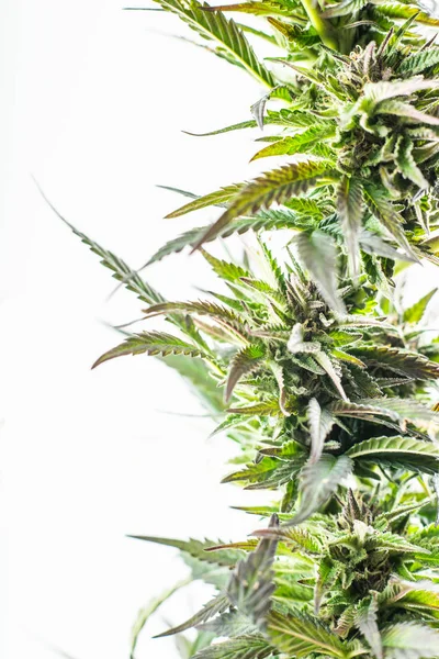 Рослина марихуани канабісу на білому тлі — стокове фото