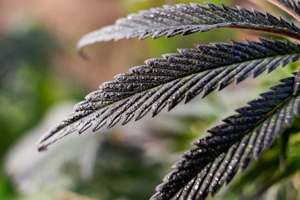 Marihuanové pozadí, list rostlinného lékařského pláště — Stock fotografie