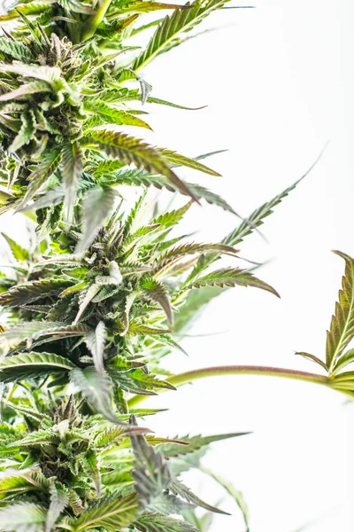 Cannabis planta de maconha carnívora em um fundo branco — Fotografia de Stock