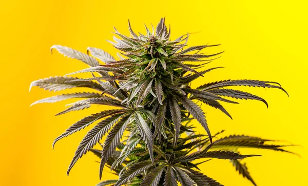 Marihuana marihuana planta brote sobre un fondo amarillo brillante — Foto de Stock