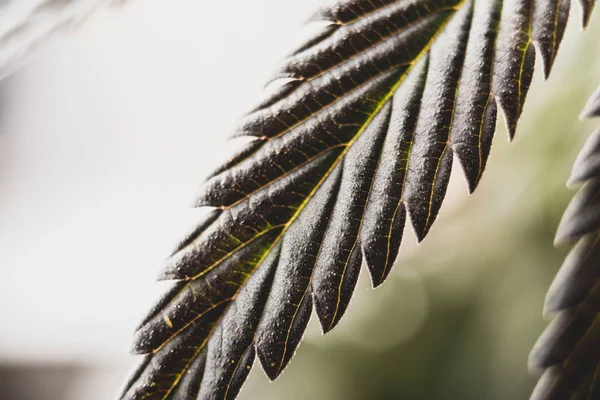 マリファナ植物の葉のクローズアップ — ストック写真