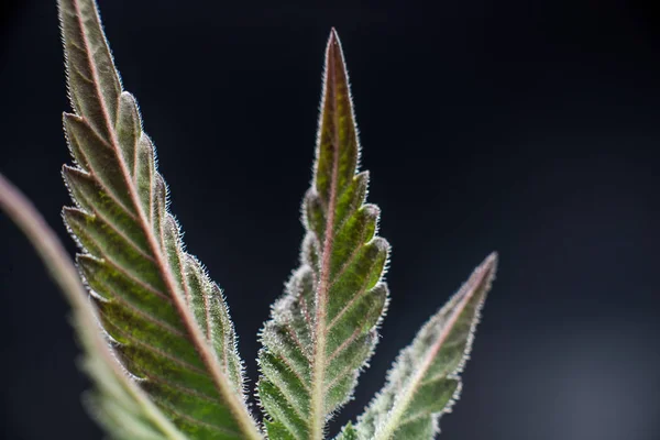 Medicína Cannabis makro list — Stock fotografie