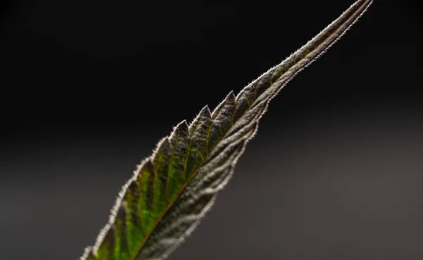 Marihuana-Pflanze Blatt Hintergrund — Stockfoto