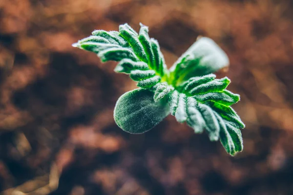 마리화나 새싹 첫 잎 — 스톡 사진