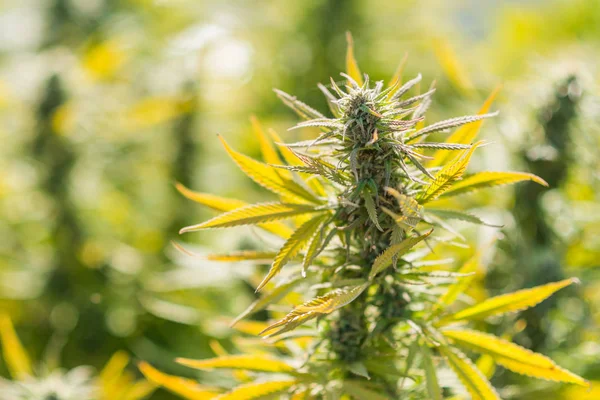Marijuana plant CBD outdoor — Stock Photo, Image