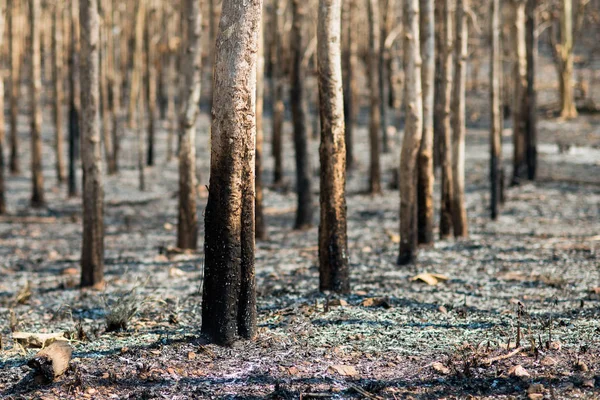 Foresta bruciata — Foto Stock