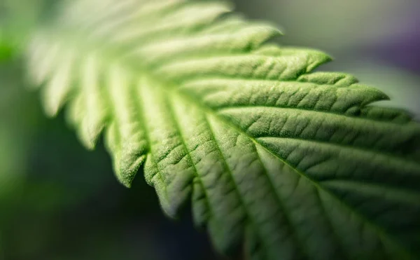 Large marijuana close-up — Stock Photo, Image