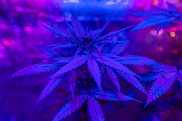 Maconha planta criativo fundo azul em uma caixa de cultivo ou verde — Fotografia de Stock