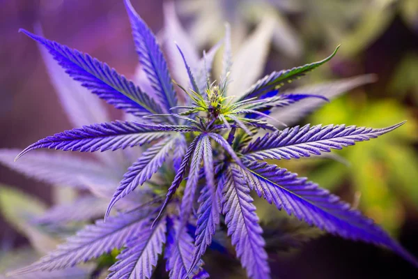 Marihuany rośliny liść medyczny konopi — Zdjęcie stockowe