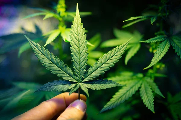 Kannabiksen viljely, kannabiksen viljely — kuvapankkivalokuva