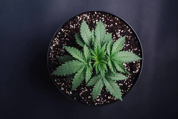 Marijuana in a pot top view on cannabis plant — Stock Photo, Image