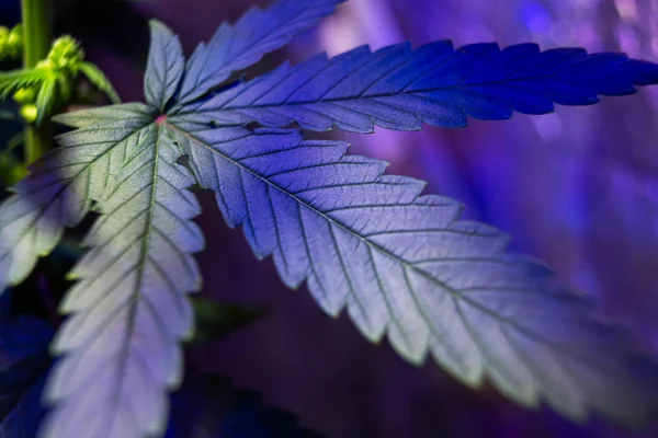 Folha de cannabis, folha de marijuana — Fotografia de Stock