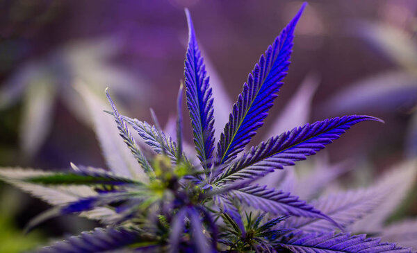 выращивание медицинской марихуаны
