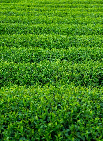 Fundo de chá — Fotografia de Stock