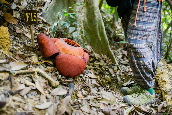 rafflesia flower, nature conservation in the national park