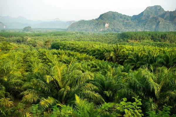 Deforestación de la selva y sustitución por palmeras — Foto de Stock