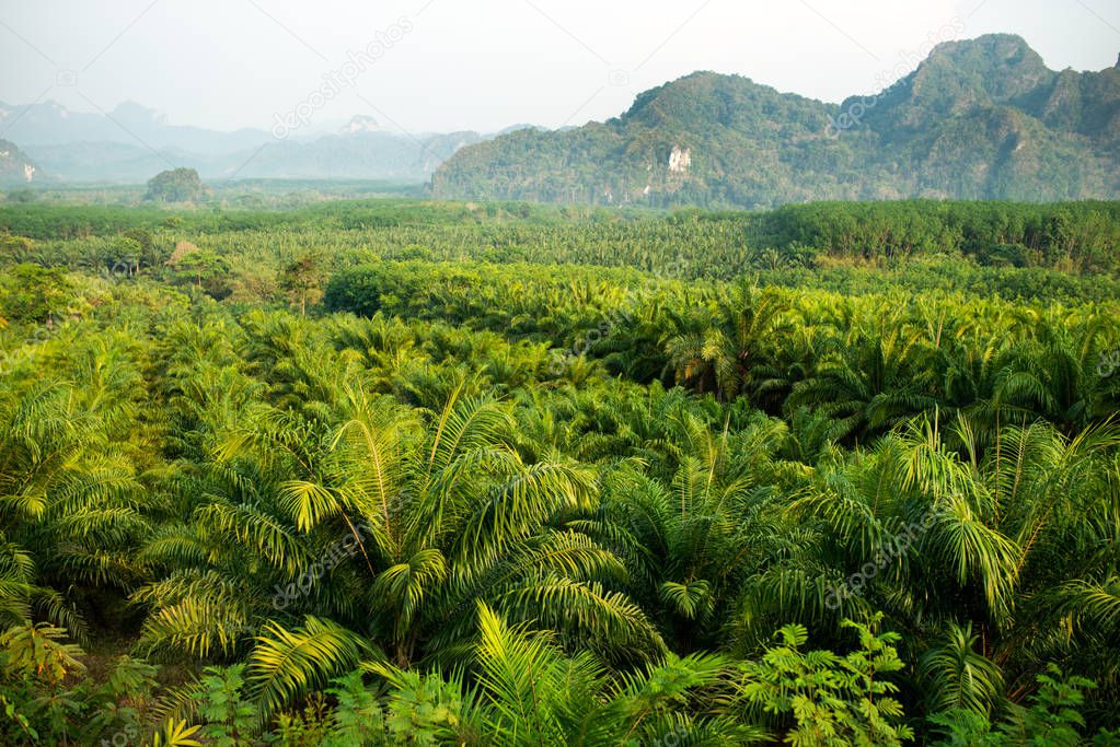 deforestation of the jungle and replacement by palm trees